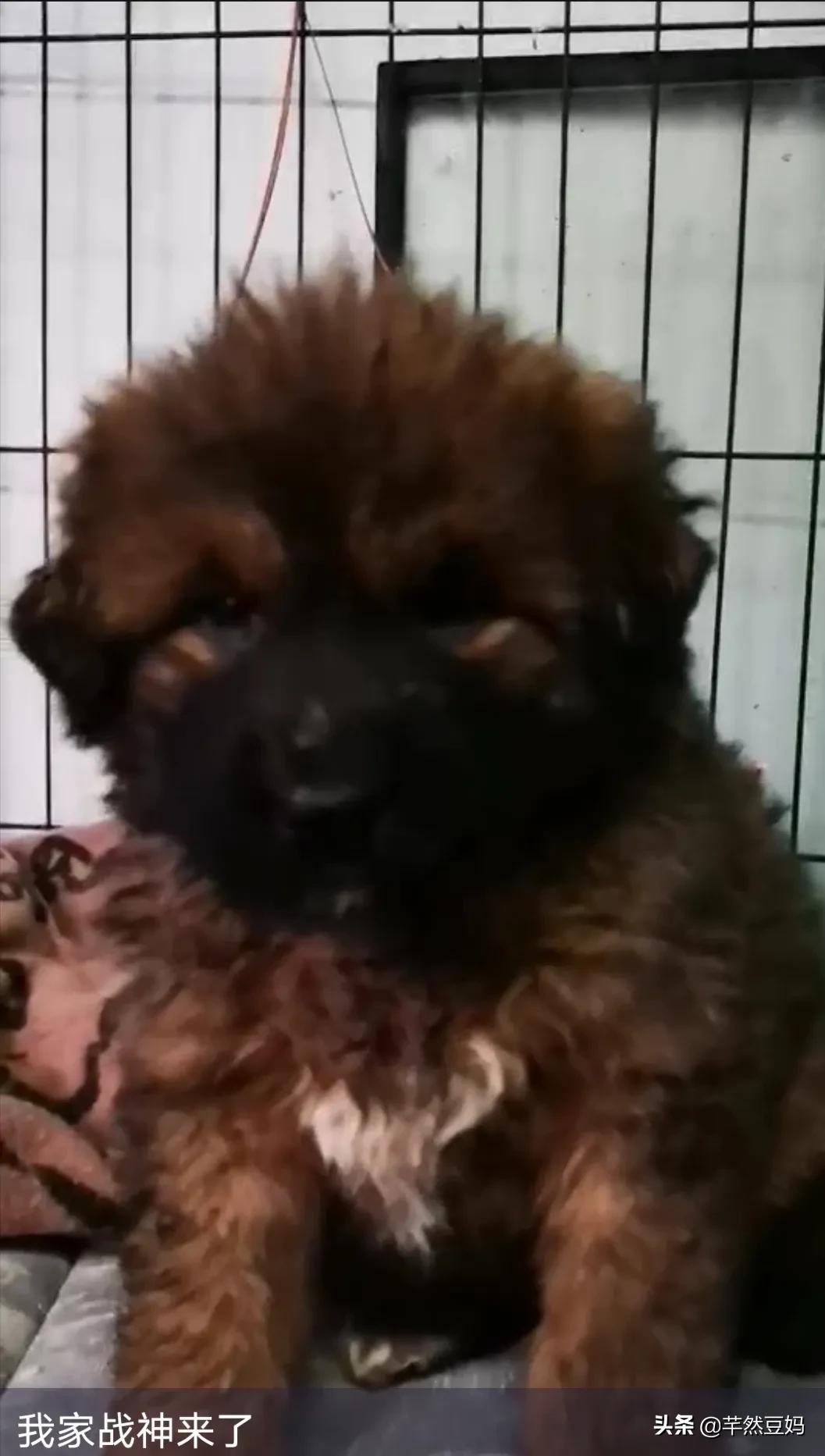 一种品种的狗是藏獒,藏獒是不是凶残的狗