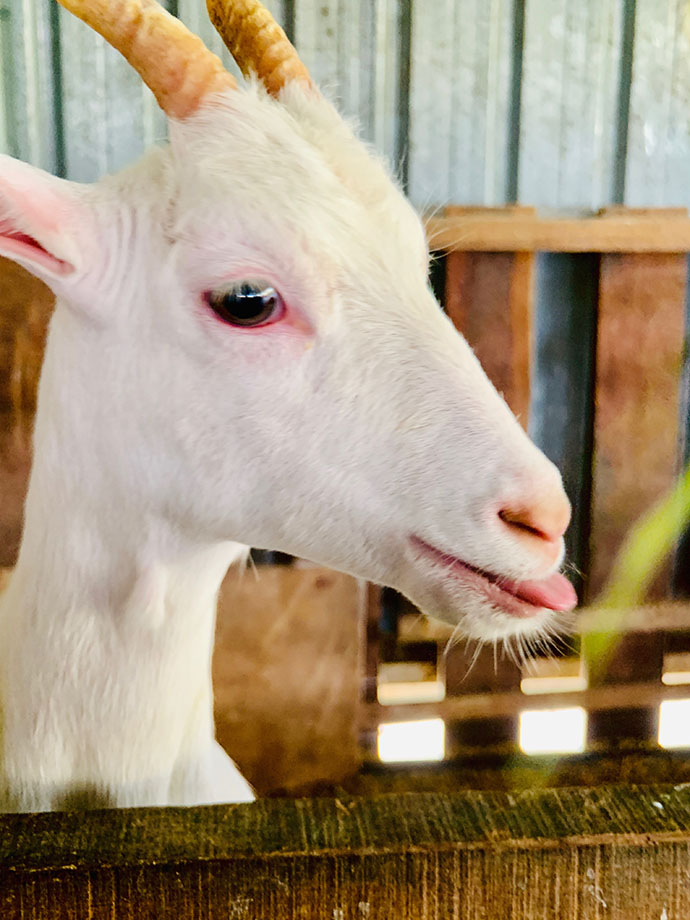 沙巴自由行超详细攻略 (沙巴攻略详细介绍)