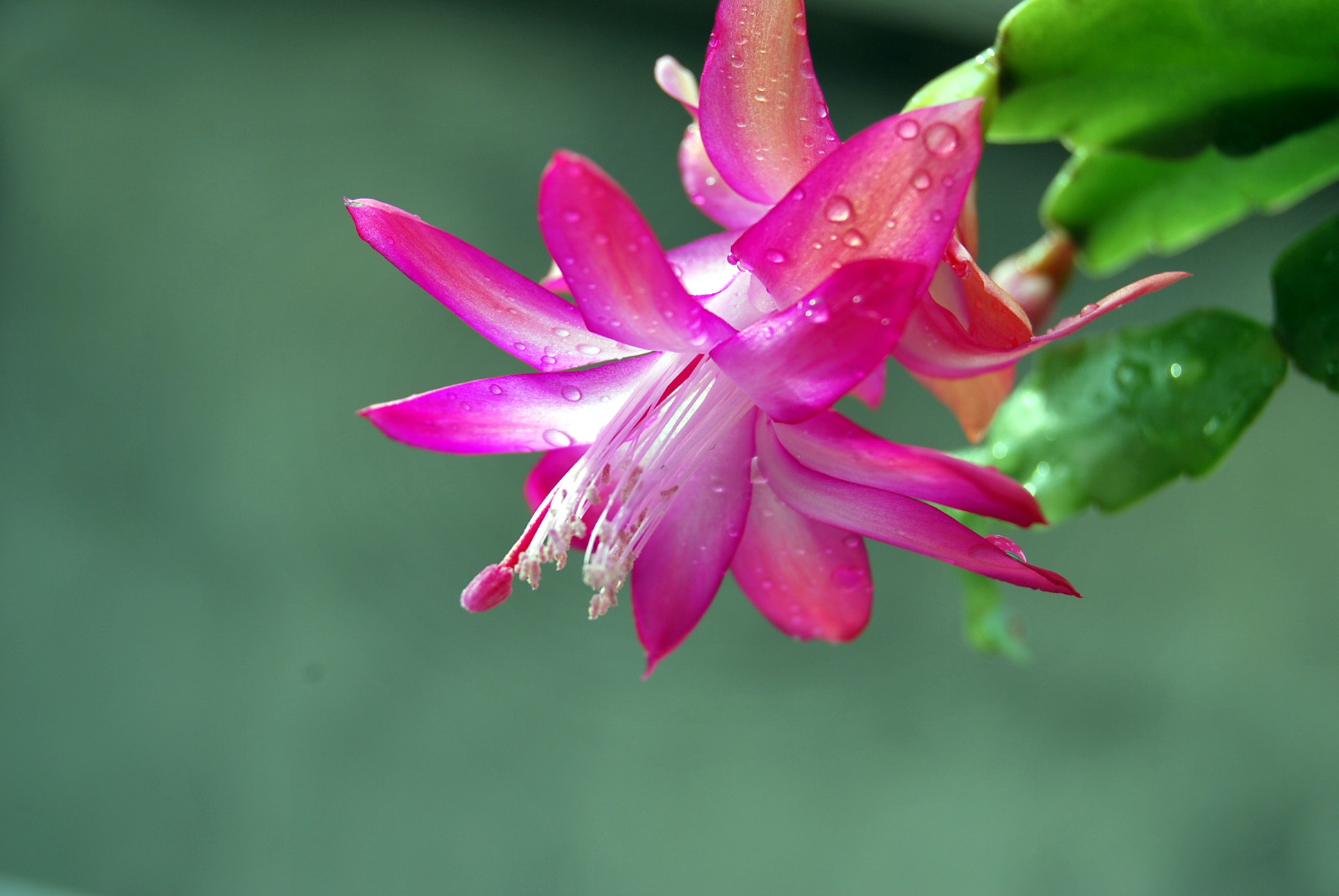 蟹爪兰如何养根才能不烂,蟹爪兰夏季烂根怎么救活