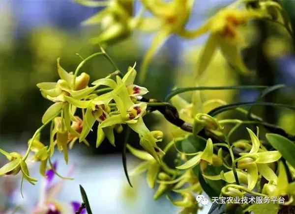 贵州道地药材最稀有野生名贵药材,道地药材有什么品种