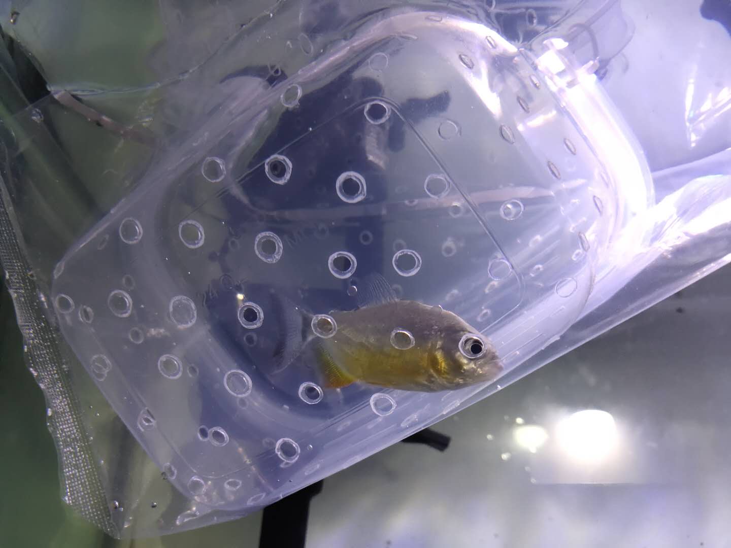 买鱼注意事项有哪些,新手买鱼的最佳配置