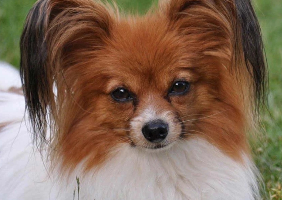 适合老年人养的狗排行榜,适合老人养的狗好养活的品种