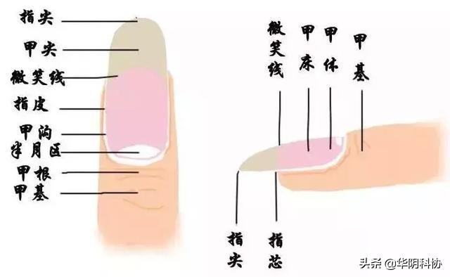 指甲上没月牙有横线长倒刺,关于指甲的科普指甲上的疾病视频