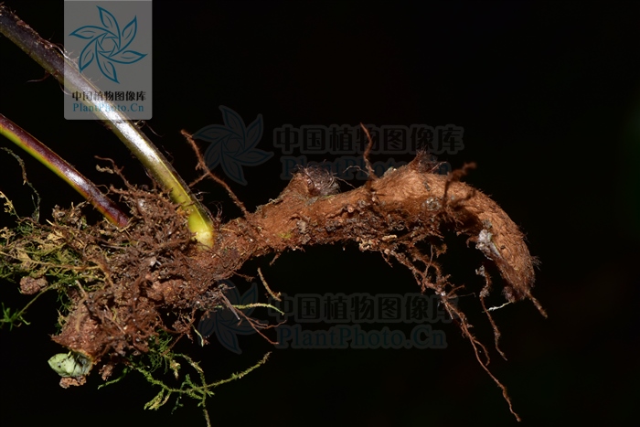 骨碎补外用可以治风湿骨病吗,关节炎骨折祖传秘方