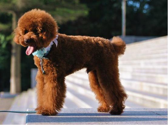 贵宾犬喂养幼犬的注意事项,怎样喂养宠物贵宾犬不得神经炎