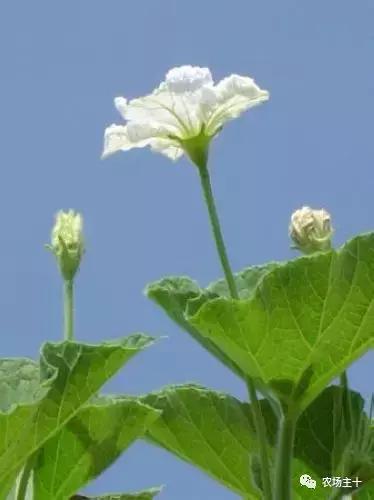 院子里种些什么花好养,院子里适合种植的东西