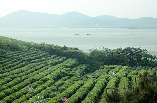 苏州碧螺春茶因为什么而著称,十大名茶之碧螺春