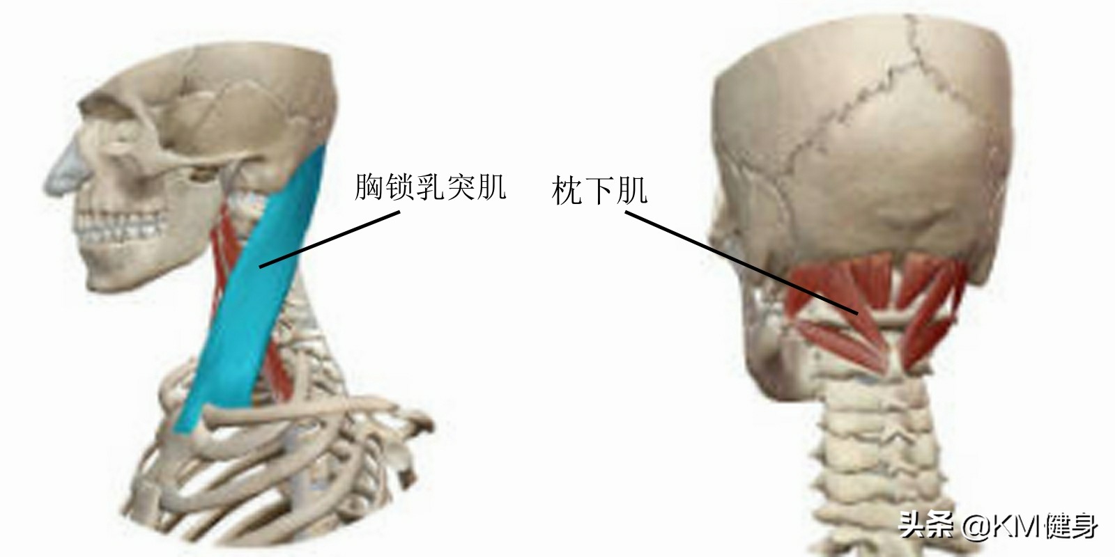 颈部经常低头如何改善,低头族怎么解决肩颈问题
