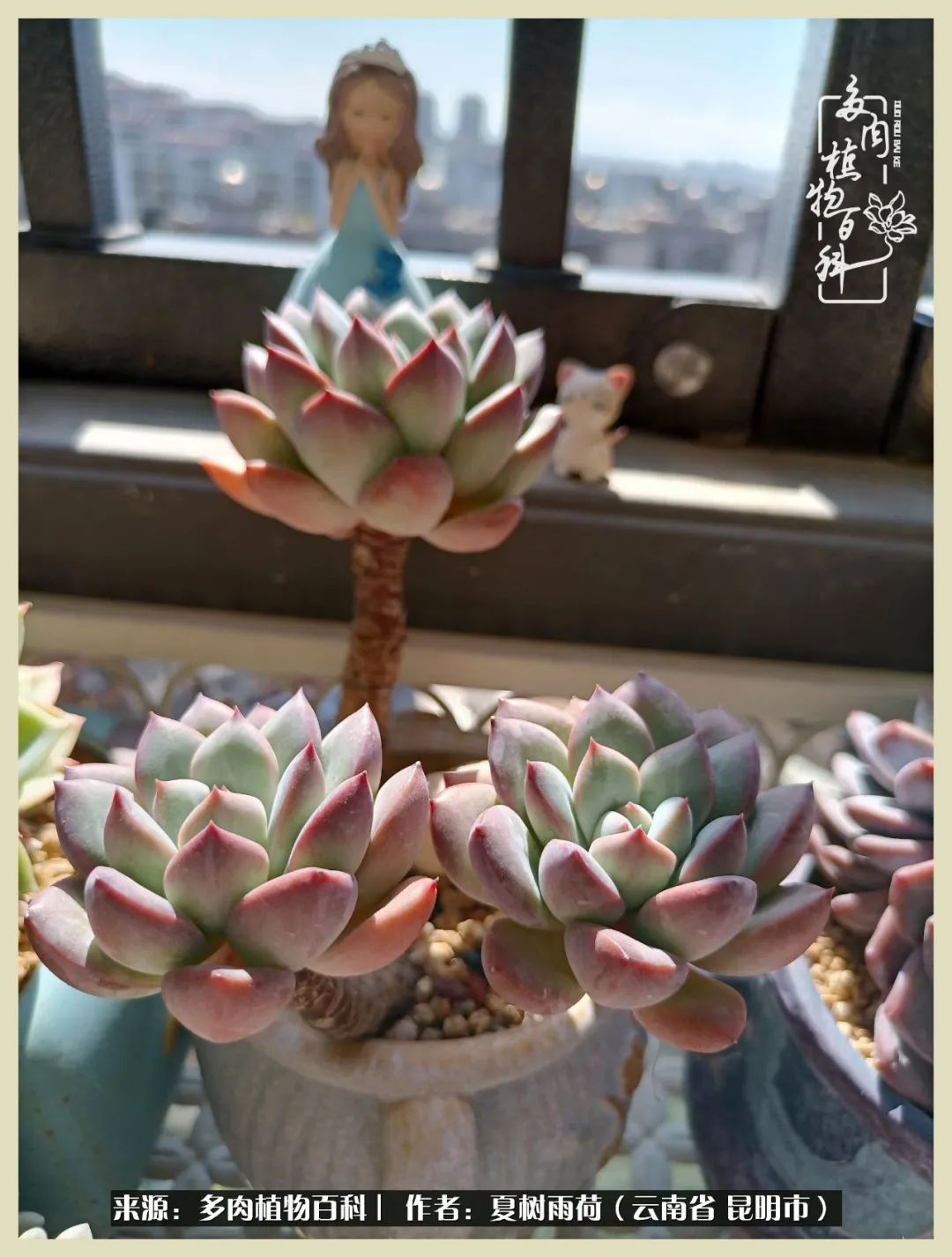 自从养了多肉有了窗台想要个阳台,养多肉10年多