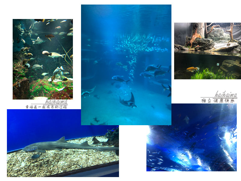 日本儿童海洋世界游玩攻略,海底世界亲子游推荐