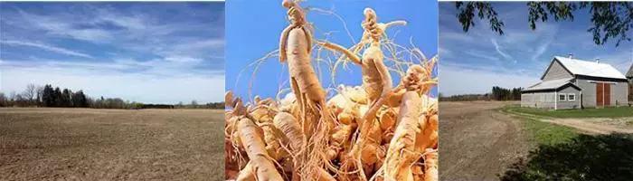 加拿大西洋参有什么品种,加拿大西洋参为什么那么便宜