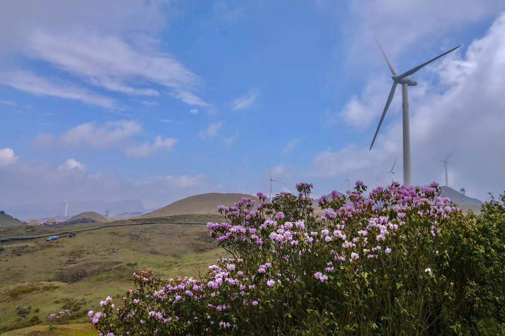 乌蒙大草原高山矮杜鹃,盘州市乌蒙大草原高山