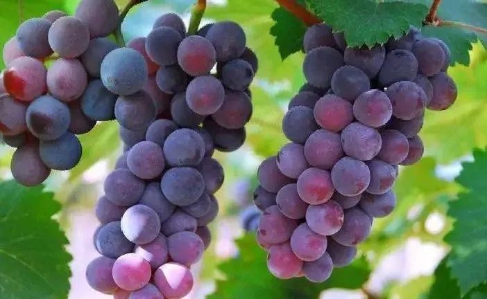 苏州西山十大知名农家乐有哪些,带你走一走苏州的太湖边农家乐