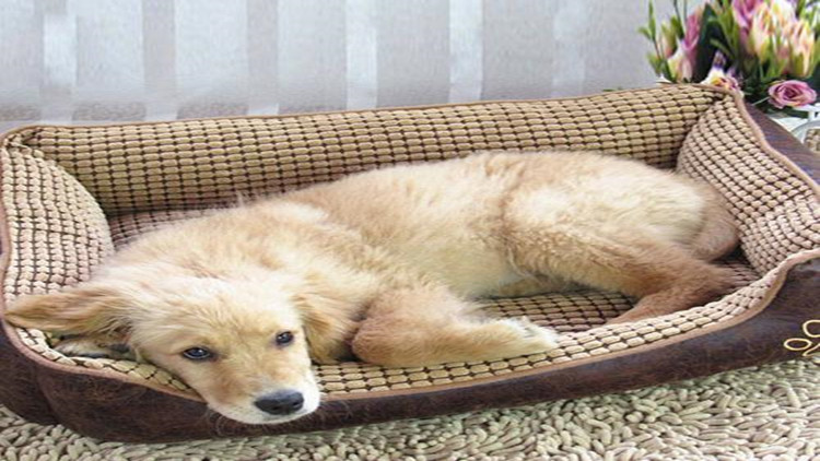 怎么样防治跳蚤最有效,怎么防治跳蚤