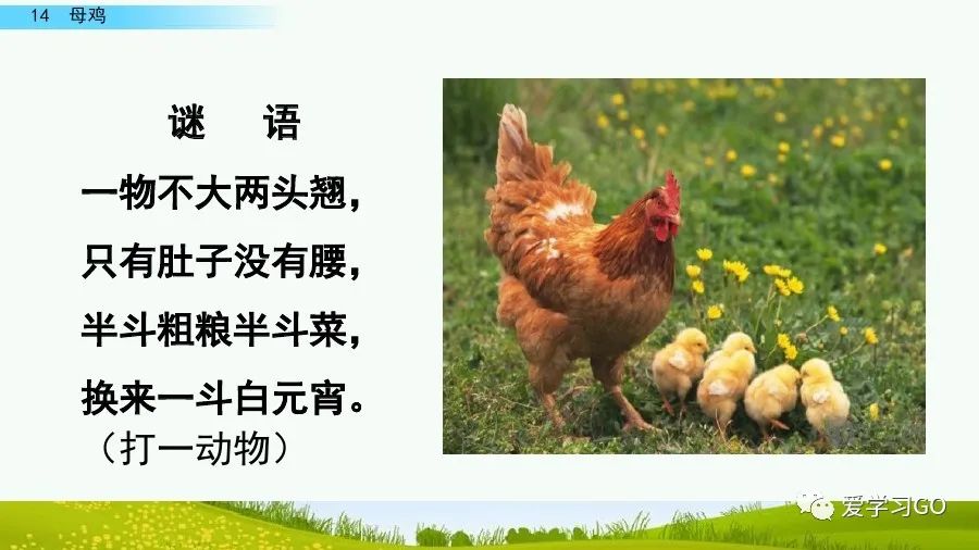 四年级下册语文母鸡课文重点讲解,四年级下册语文14课母鸡重点知识