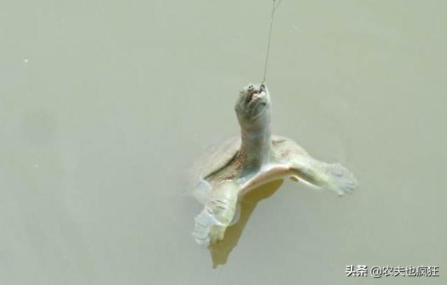 钓甲鱼方法和绝招水库钓甲鱼,钓甲鱼要几月份最好钓野生甲鱼