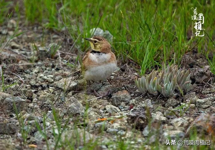 美国加州海岸仙女杯偷盗,美国加州仙女杯产业
