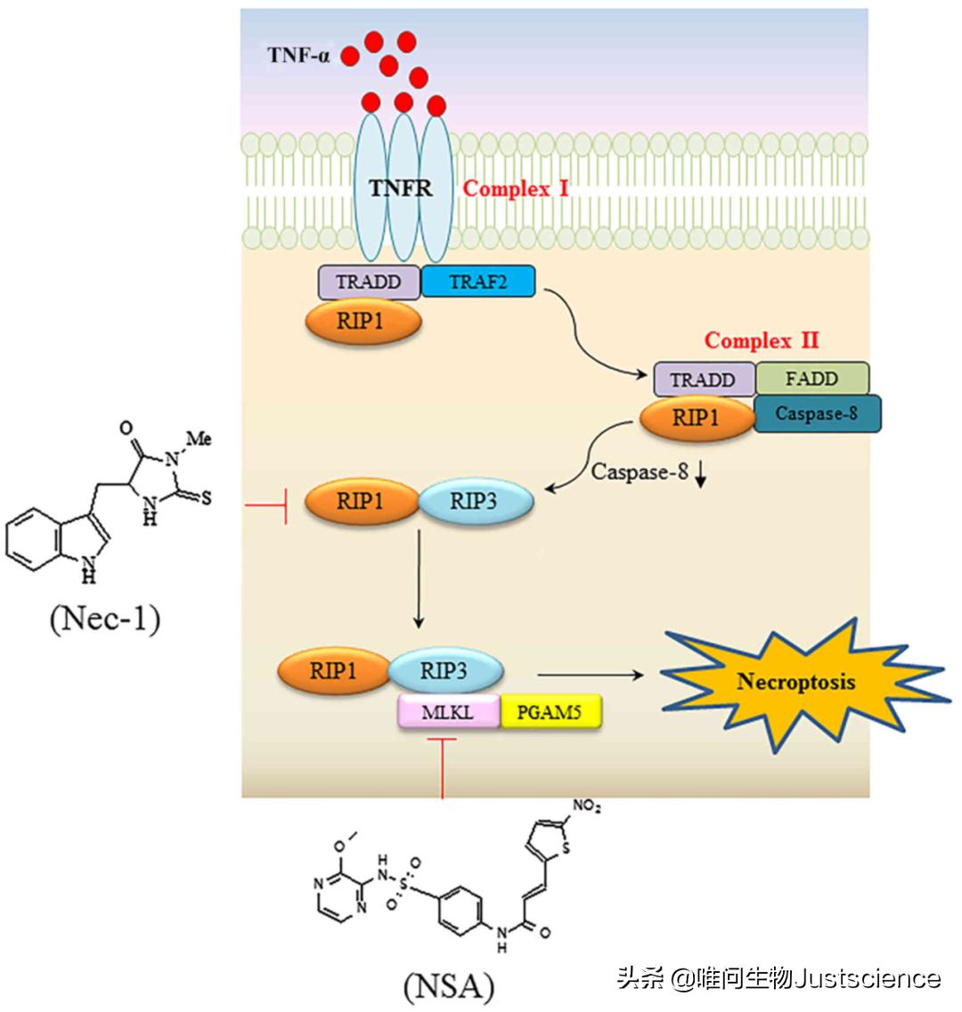 细胞凋亡技术,细胞死亡的两种学说