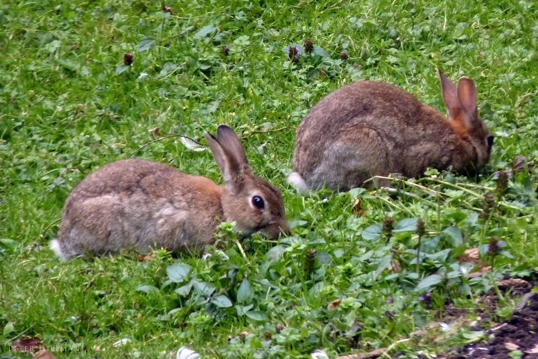 兔子会游泳吗,兔子会游泳是真的吗