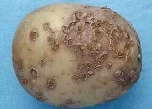 马铃薯的地下害虫有哪些,马铃薯种植技术及病虫害防治