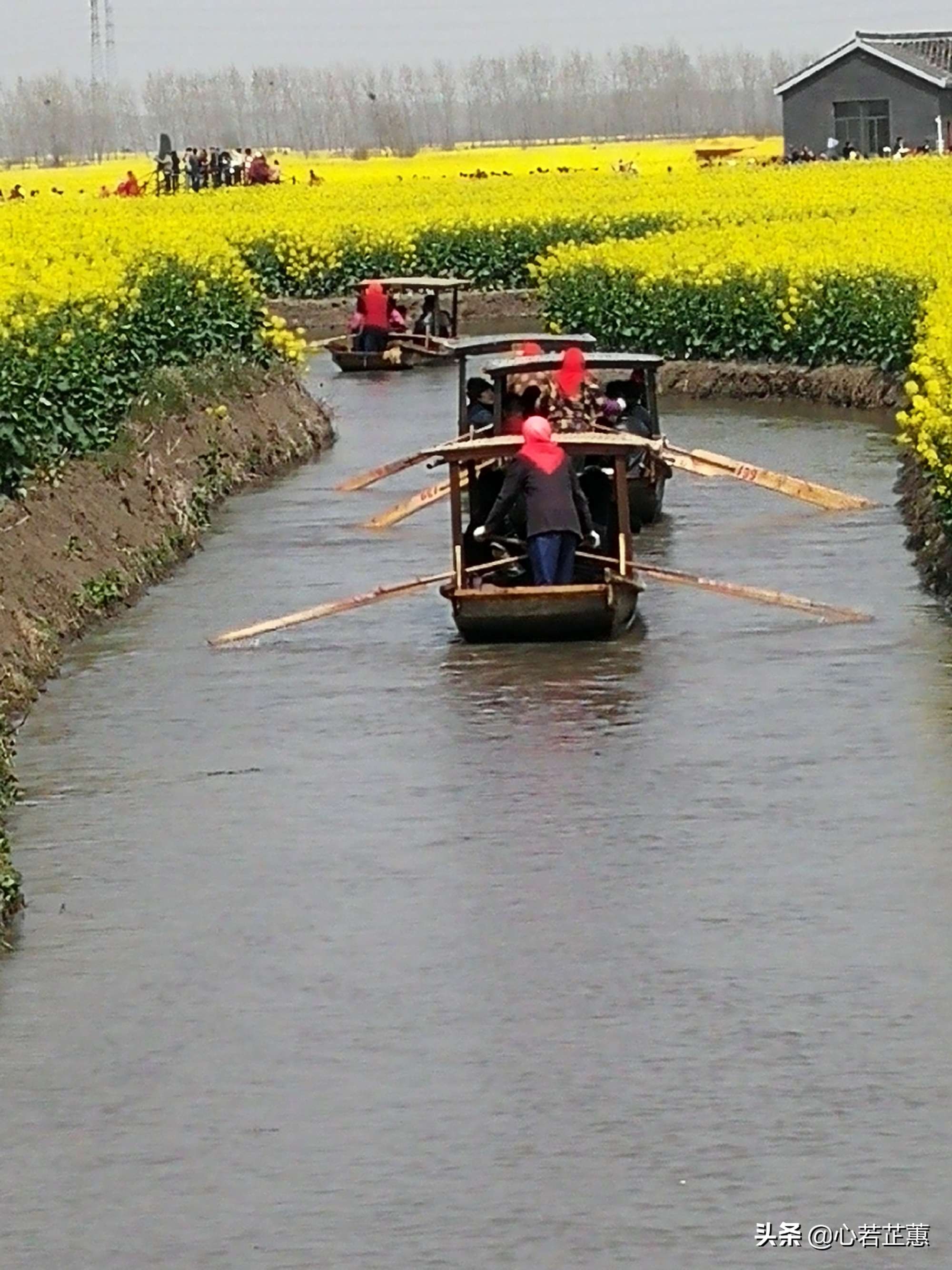 油菜花一片片的像什么,梯田油菜花和平原油菜花