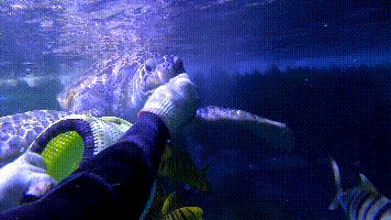 闈掑矝鏃呮父缃戠孩缇庨鎵撳崱鎺ㄨ崘,娴锋磱鍔ㄧ墿娴峰簳涓栫晫鎵撳崱