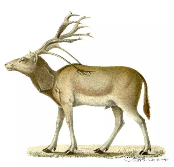 怎么分辨马鹿和梅花鹿尾巴,如何区分驼鹿麋鹿马鹿