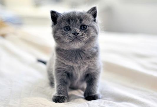 新手第1次养猫推荐猫品种,新手养猫选择哪些猫品种