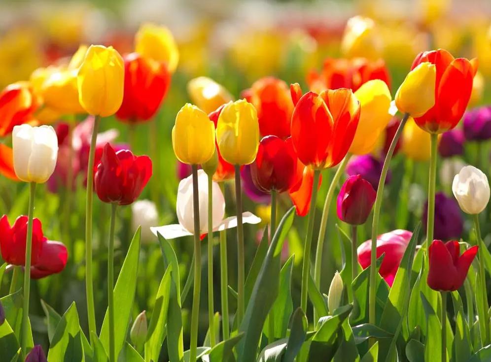 植美施植物营养,七夕种什么花好看又好养