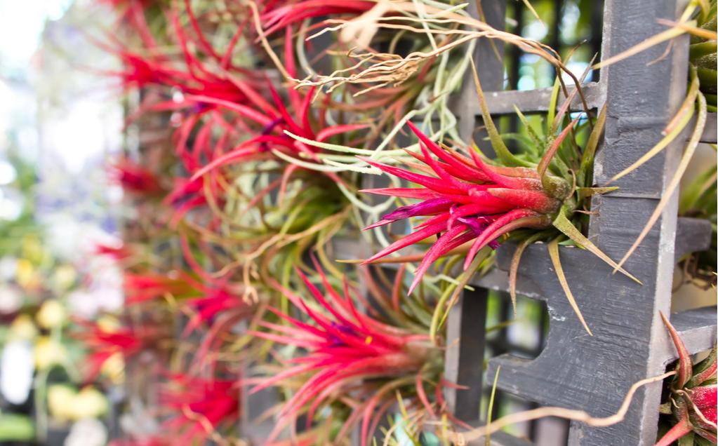 空气凤梨怎么养容易长根,空气凤梨和霸王空气凤梨