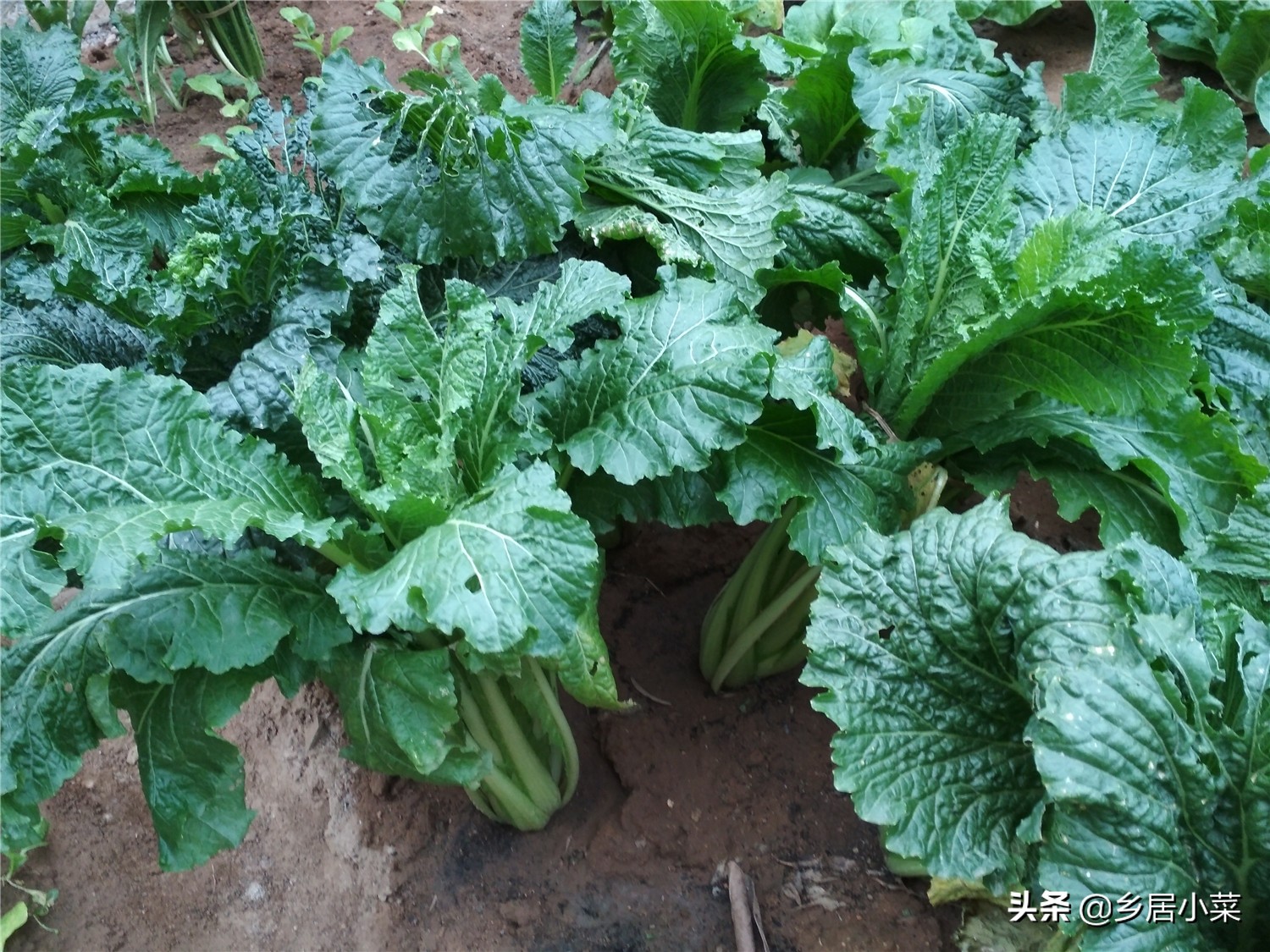 白菜上面有夜蛾幼虫怎么办,白菜上的白蛾怎么消灭
