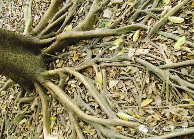 乔家面馆创始人管毅宏,管毅宏董事长