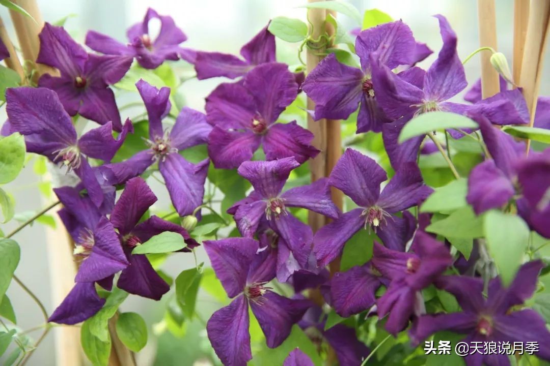 铁线莲折扣,铁线莲哪款值得入手