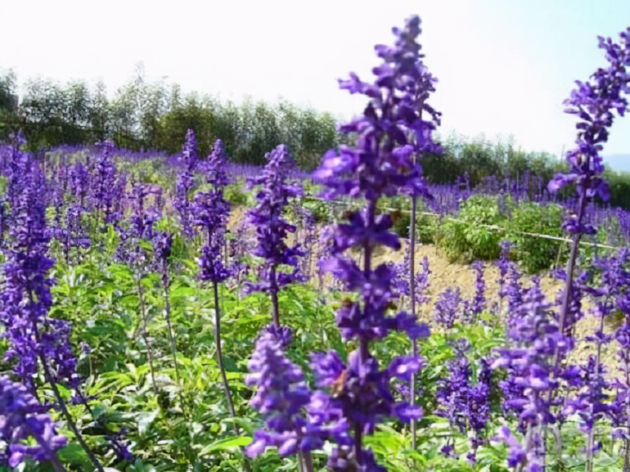 失眠在床边放什么容易睡着,它是失眠的救星