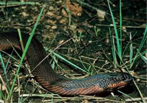 有毒蛇标志,有毒蛇的视频