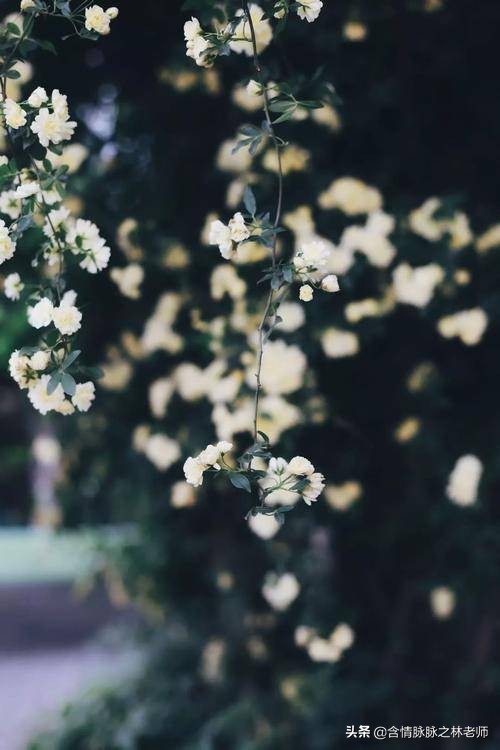 室内三种最旺家庭养植物,家居绿植哪些不适宜养
