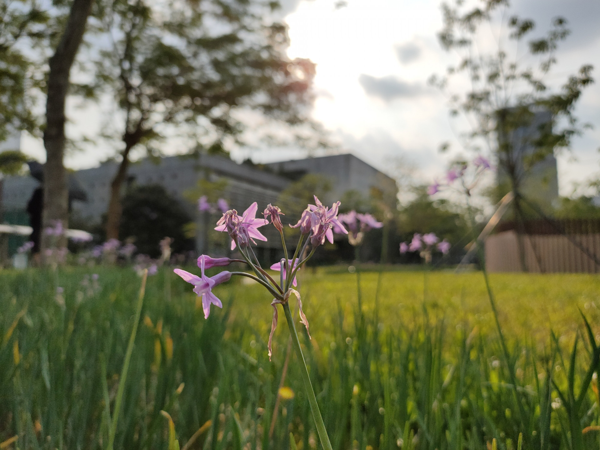 renoace评测优缺点,renoace手机评测