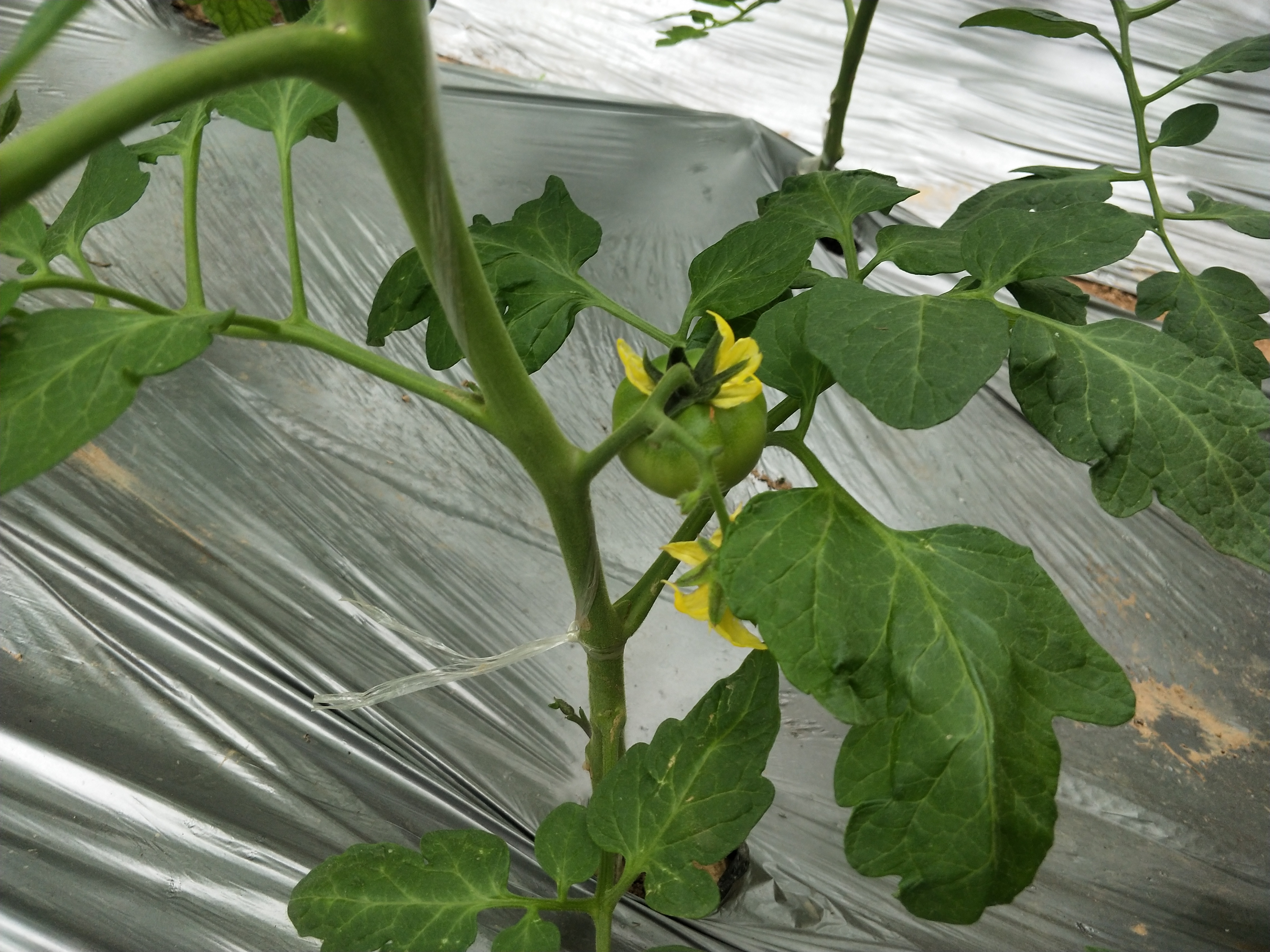 大棚蔬菜技术人员工资,大棚里10万年薪的技术员