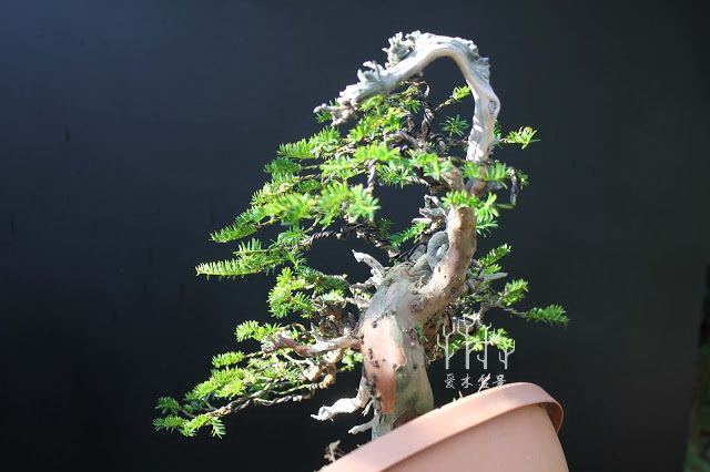 红豆杉盆景整形蟠扎视频,红豆杉蟠扎盆景