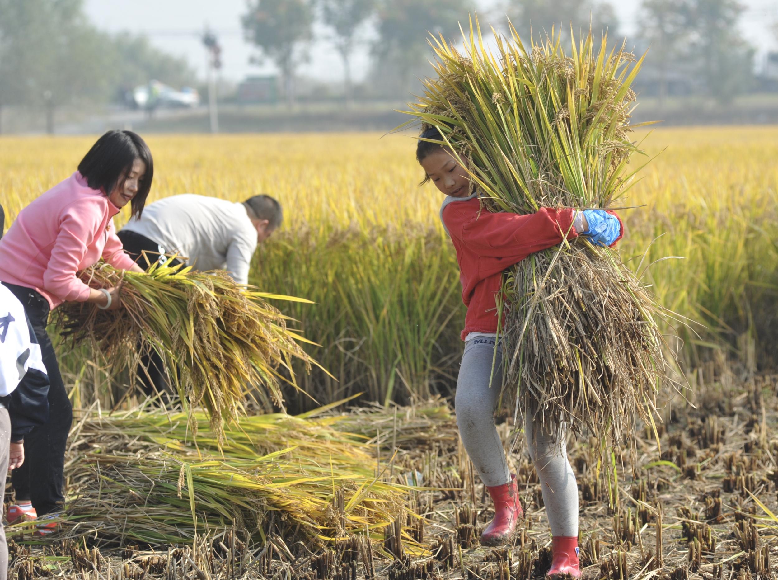 体验农耕生活研学旅行思路,铁力农耕