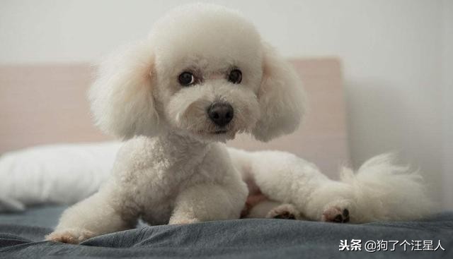 比熊犬为什么不养棉花糖,比熊犬可以不吃狗粮吗