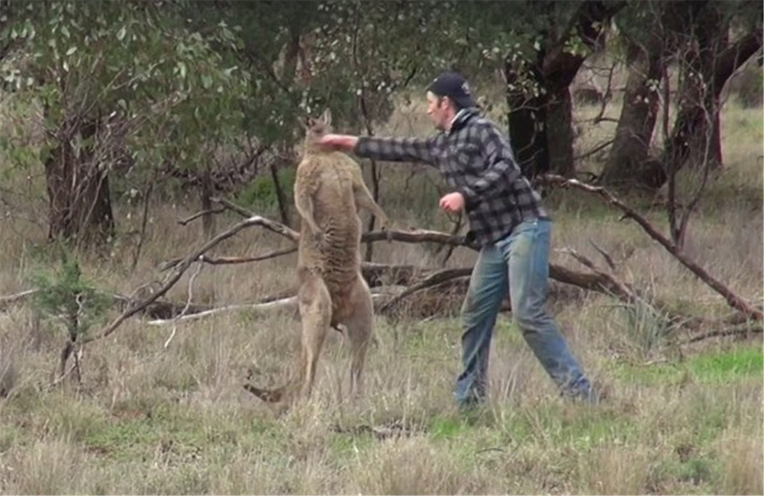 盘点袋鼠打人反被打死,袋鼠打人被踢倒