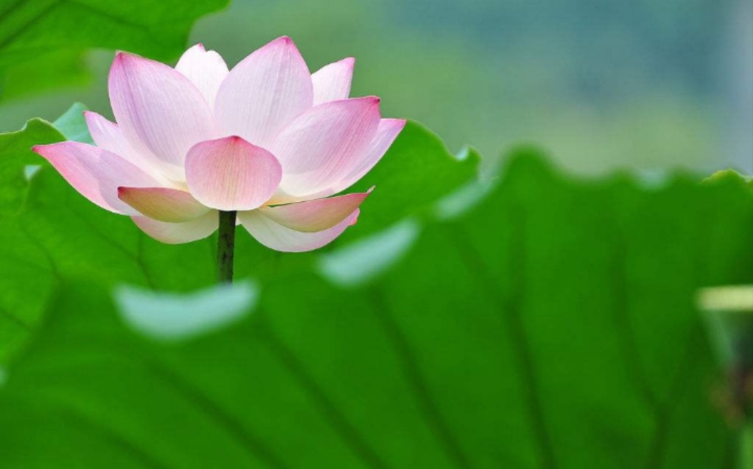 关于荷花的诗句唯美惊艳,描写荷花的经典诗词名句