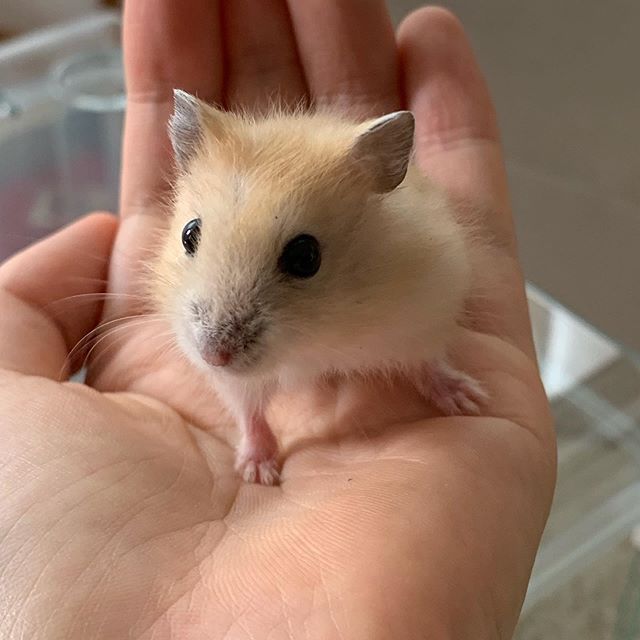 仓鼠渴了喝凉水吗,仓鼠渴了还会口水浴吗