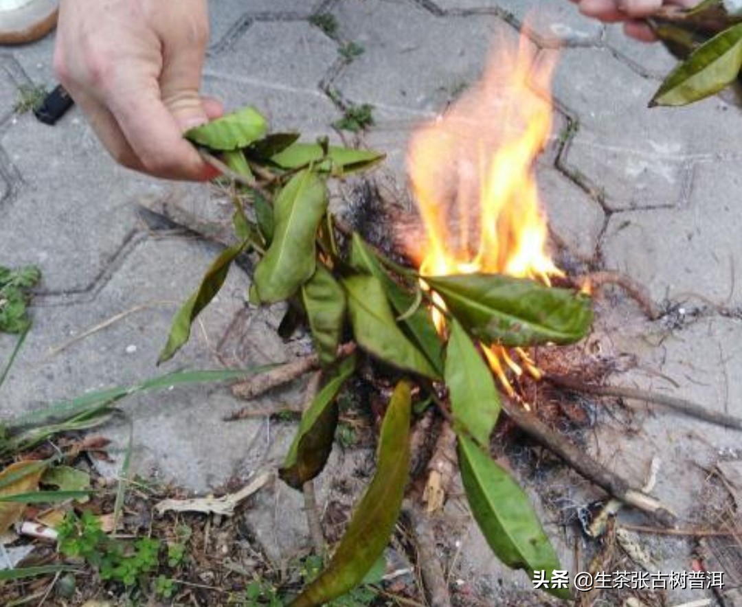 普洱茶各大山头的特性和口感,普洱茶山头茶的特点介绍