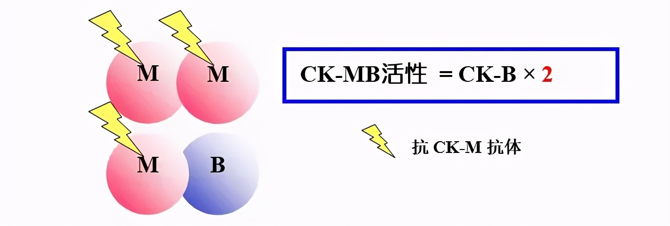 ck同工酶偏高怎么回事,肌酸激酶和肌酸激酶同工酶倒置
