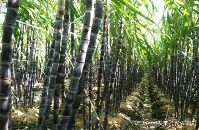 甘蔗种植技术及管理方法,2.5米行距甘蔗种植产量如何
