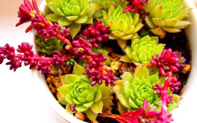 紫米粒多肉开花,紫米粒多肉怎么移盘