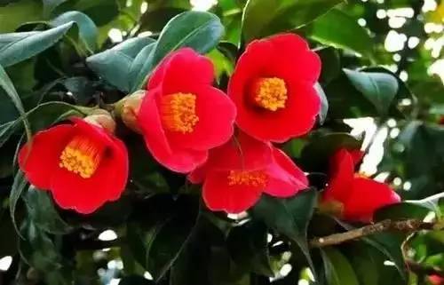 全国56个城市市花一览,56个市的市花