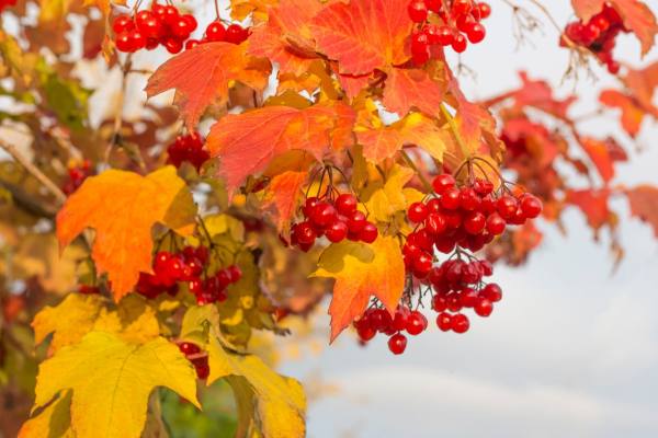 荚蒾博德兰,博德兰荚蒾对光照的需求